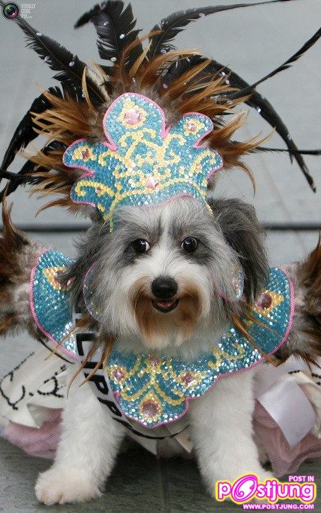 รวมรูปน้องหมาน่ารัก