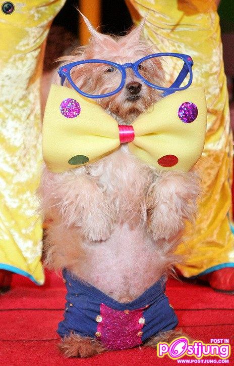 รวมรูปน้องหมาน่ารัก