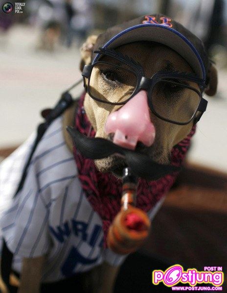 รวมรูปน้องหมาน่ารัก