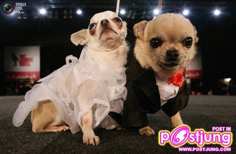 รวมรูปน้องหมาน่ารัก