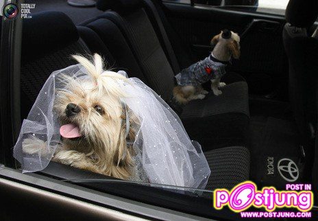 รวมรูปน้องหมาน่ารัก