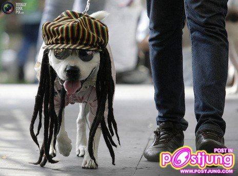 รวมรูปน้องหมาน่ารัก