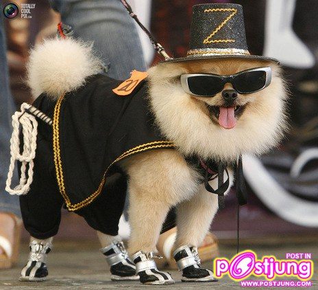 รวมรูปน้องหมาน่ารัก