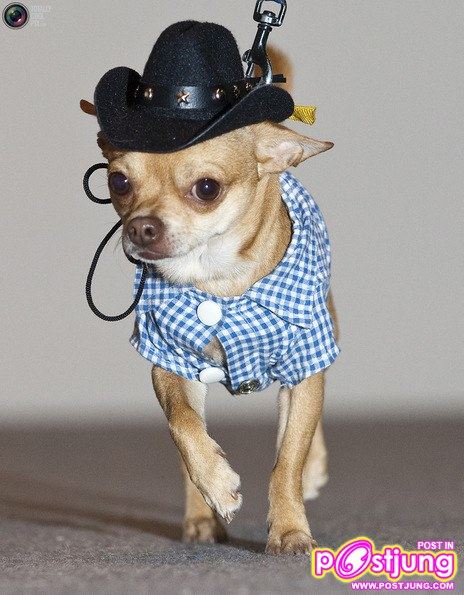 รวมรูปน้องหมาน่ารัก