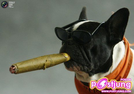 รวมรูปน้องหมาน่ารัก