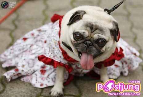 รวมรูปน้องหมาน่ารัก