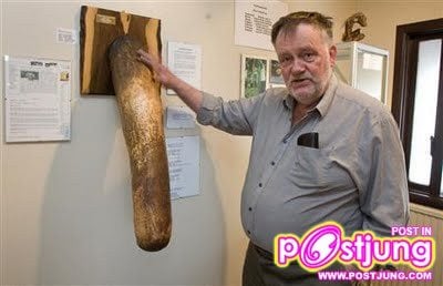 พิพิธภัณฑ์อวัยวะเพศ  ที่ประเทศไอซ์แลนด์