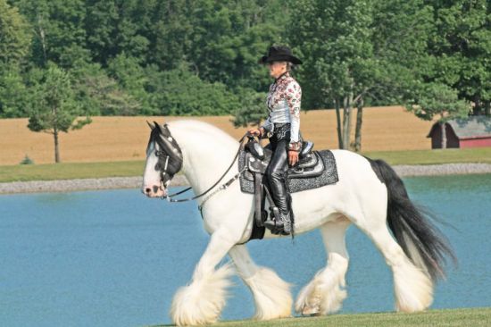 Gypsy Vanner ม้าที่สวยที่สุดในโลก