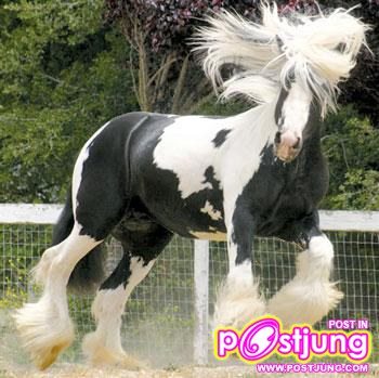 Gypsy Vanner ม้าที่สวยที่สุดในโลก