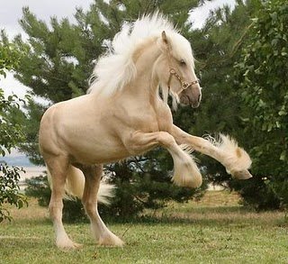 Gypsy Vanner ม้าที่สวยที่สุดในโลก