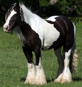 Gypsy Vanner ม้าที่สวยที่สุดในโลก