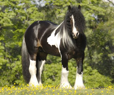 Gypsy Vanner ม้าที่สวยที่สุดในโลก