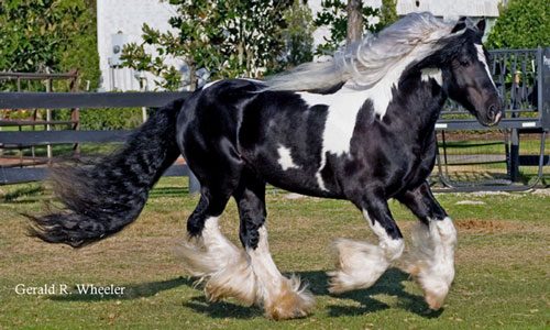 Gypsy Vanner ม้าที่สวยที่สุดในโลก
