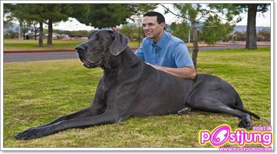 สุนัขที่ตัวสูงที่สุดในโลก