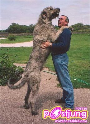สุนัขที่ตัวสูงที่สุดในโลก
