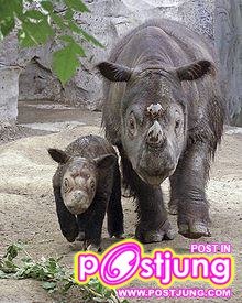 กระซู่ สัตว์ป่าสงวน