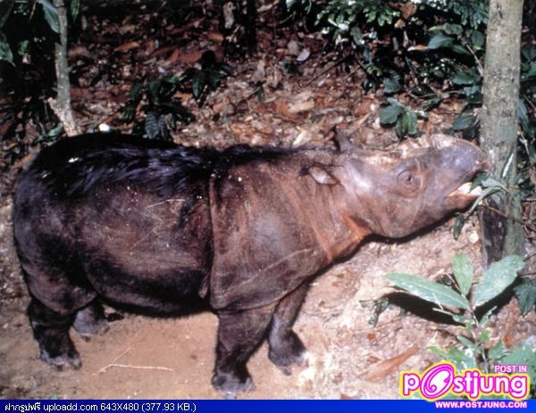 กระซู่ สัตว์ป่าสงวน