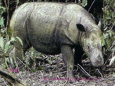 กระซู่ สัตว์ป่าสงวน