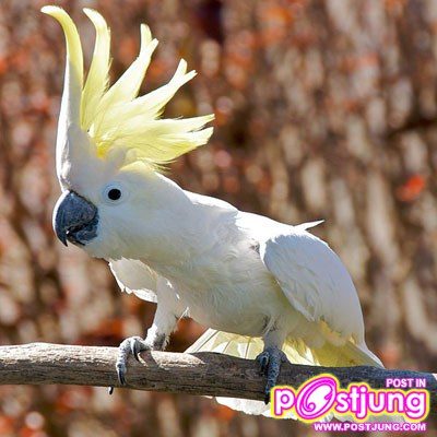 นกกระตั้ว เจ้านกขี้เล่น แสนฉลาด