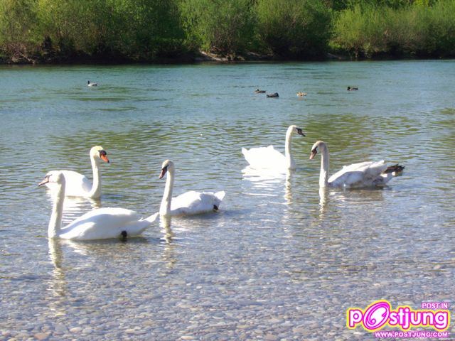 สัตว์เทพประจำแต่ละชาติ