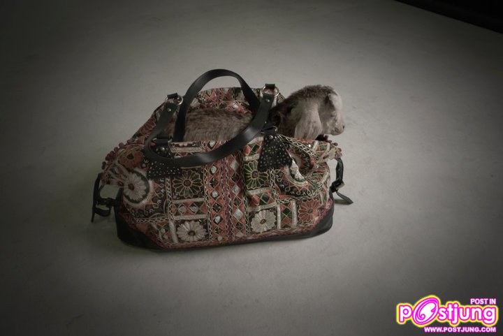 SANTI WAINE  SumMER OF LOVE ...Behind the Lens