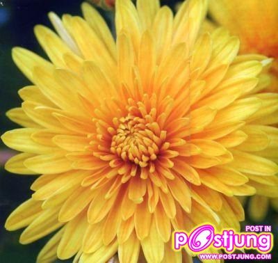 อันดับ 6 Chrysanthemum