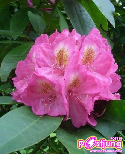 อันดับ 9 Rhododendron