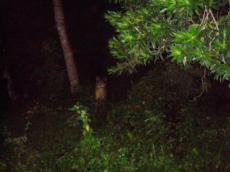 ลัดดาแลนด์