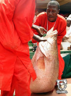 Fishing @ Nigeria