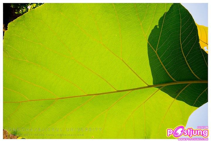 ภาพบรรยากาศมหาวิทยาลัยวงษ์ชวลิตกุล