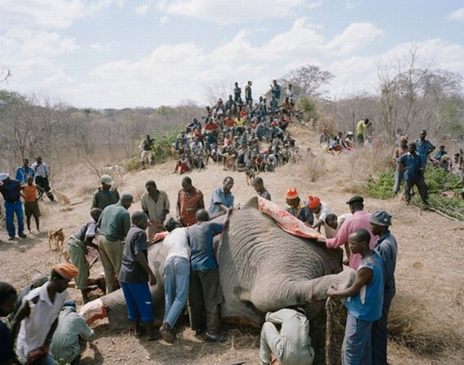เมื่อช้าง ในแอฟริกา...ตาย ( แจ้งลบไมว่ะ แสร๊ดด )