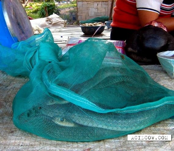 "ซุปงู" ของแท้ต้องที่เกาหลี เจ้าค่ะ