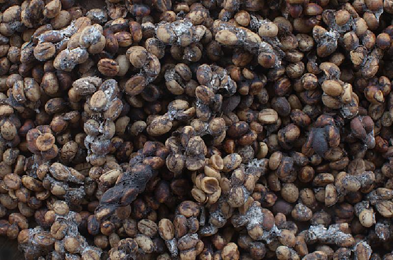 เมล็ดกาแฟที่เก็บได้ซึ่งมีมูลของตัวชะมดติดออกมาด้วยเล็กน้อย จะถูกนำมาตากแห้ง ก่อนที่จะนำไปล้างให้สะอาด และนำไปคั่วเพียงเล็กน้อย