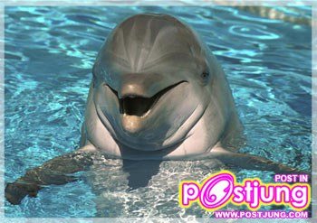 น้อง โลมา