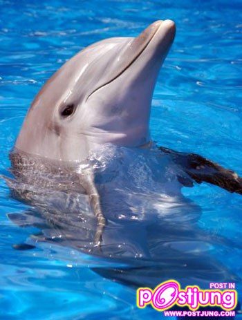 น้อง โลมา