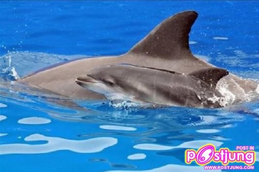 น้อง โลมา