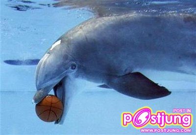 น้อง โลมา