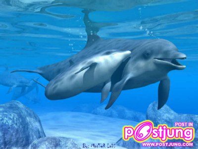 น้อง โลมา