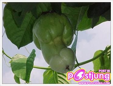 เเปลกๆ 18 +