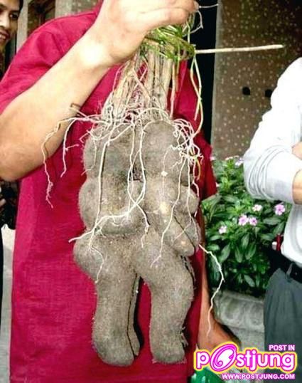 เเปลกๆ 18 +