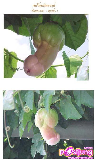 เเปลกๆ 18 +