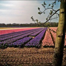 ทุ่ง Tulips ในเนเธอร์แลนด์ สวยสุดยอด