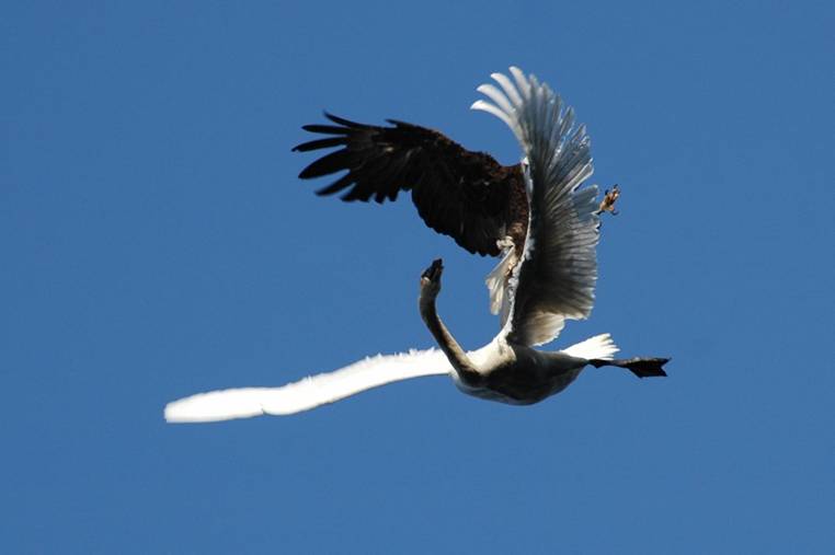 โฉบกระชากหัว เวอร์ชั่น Animals