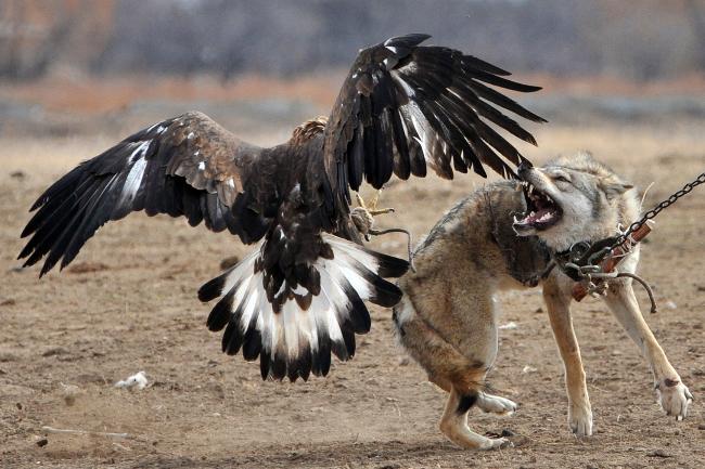 โฉบกระชากหัว เวอร์ชั่น Animals