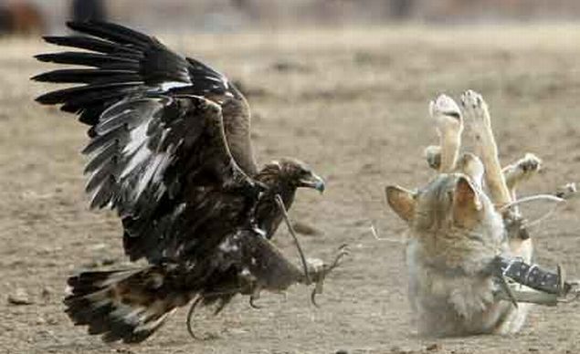 โฉบกระชากหัว เวอร์ชั่น Animals