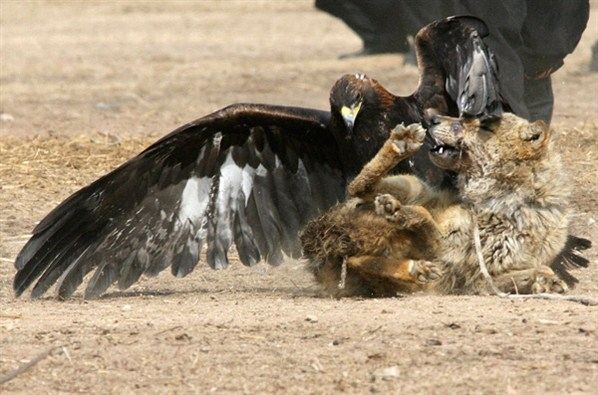 โฉบกระชากหัว เวอร์ชั่น Animals