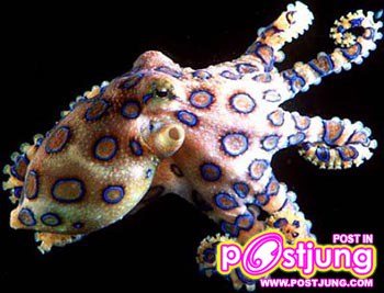 7.หมึกวงฟ้า (Blue-ringed Octopus)  แม้ปลาหมึกวงฟ้าจะมีขนาดใหญ่ประมาณลูกกอล์ฟเท่านั้น แต่มันสามารถปล่อยพิษร้ายแรงที่สามารถฆ่ามนุษย์ได้ และยังไม่มียารักษาได้ ซึ่งพิษของมันนั้นร้ายแรงกว่าพิษงูเห่าถึง 20 เท่า ติดอันดับต้น ๆ ของสัตว์ทะเลที่มีพิษร้ายแรงที่สุดด้วย