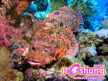 10.ปลาหิน (Stonefish)  ปลาหิน เป็นปลาที่หน้าตาไม่น่ารักเลย แต่มันก็พรางตัวได้อย่างดีเยี่ยมบนพื้นทราย มองดูเหมือนก้อนหินที่ถูกปะการังปกคลุม แถมมันยังเป็นปลามีพิษร้ายแรงที่สุดในโลก พิษของมันอยู่ที่หนามบนตัว มันไม่ออกล่าหรือจู่โจม แต่หากเหยื่อไปแตะต้องถูกตัวมัน จะได้รับพิษของมันทันที ว่ากันว่า หากคุณถูกพิษของมัน จะต้องได้รับความเจ็บปวดมากที่สุดเท่าที่จะสามารถเจ็บได้ จากนั้นจะเป็นอัมพาต และตายในที่สุด