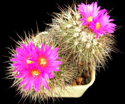 ดอกกระบองเพชรหลายปีกว่าจะออกดอกสักทีหนึ่ง