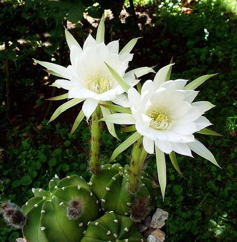 ดอกกระบองเพชร